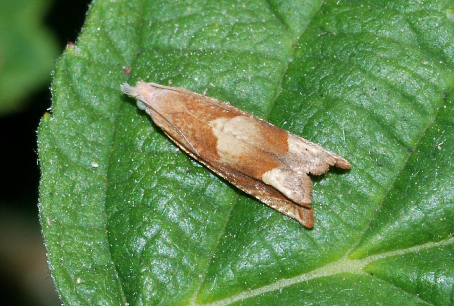 Tortricidae : Eucosma conterminana